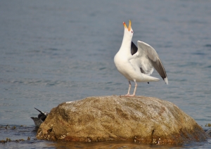 gaivota.jpg