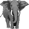 Elefante